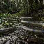 10 countries with highest anaconda population in the world: From Brazil to French Guiana