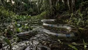 10 countries with highest anaconda population in the world: From Brazil to French Guiana