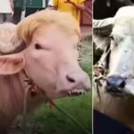 Watch: Bangladesh’s viral buffaloes resembling Donald Trump and Benjamin Netanyahu steal spotlight
