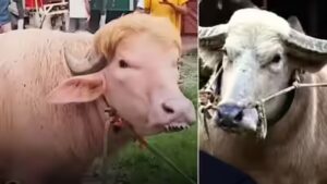 Watch: Bangladesh’s viral buffaloes resembling Donald Trump and Benjamin Netanyahu steal spotlight