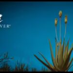 The nutrient deficit crisis: Redefining healthy living through the power of Aloe Vera