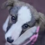 Why SC recalled its stray dog relocation order: ‘Can’t remain oblivious to harsh realities’