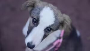 Why SC recalled its stray dog relocation order: ‘Can’t remain oblivious to harsh realities’
