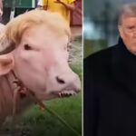 ‘Poor thing’: Iran mocks Donald Trump as viral buffalo resembling him loses appetite