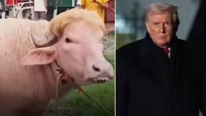 ‘Poor thing’: Iran mocks Donald Trump as viral buffalo resembling him loses appetite