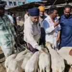 Delhi Illegal Animal Sacrifice: Delhi government monitors transportation, sale and sacrifice of animals ahead of Eid | India News