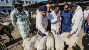 Delhi Illegal Animal Sacrifice: Delhi government monitors transportation, sale and sacrifice of animals ahead of Eid | India News