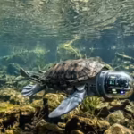 15-year-old Canadian boy built a robotic turtle that can detect underwater environmental threats with 96% accuracy