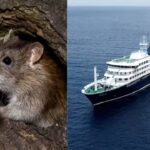 Hantavirus outbreak: WHO warns 12 countries after South Atlantic cruise ship confirmed cases; raising global travel health concerns, what travellers should know |