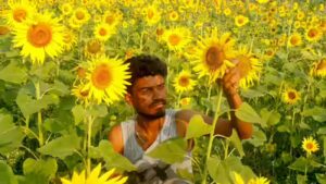 MSP hike for Kharif crops: Cabinet raises support prices for 14 crops, sunflower and cotton see biggest jump