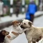 Supreme Court rejects plea to stay earlier order on stray dogs; cites ‘absence of sustained efforts’ by states