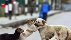 Supreme Court rejects plea to stay earlier order on stray dogs; cites ‘absence of sustained efforts’ by states
