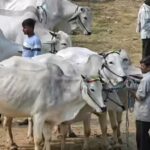 Not an essential part of Eid: Calcutta HC refuses to stay cattle slaughter restrictions ahead of festival | India News