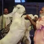 Delhi Bakrid Rule: ‘No sacrifice of cows, calves, camels’: Ahead of Bakrid, Delhi govt warns against illegal slaughter, guidelines issued | Delhi News