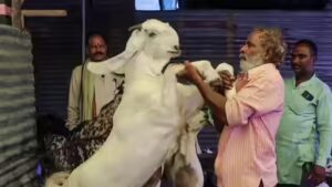 Delhi Bakrid Rule: ‘No sacrifice of cows, calves, camels’: Ahead of Bakrid, Delhi govt warns against illegal slaughter, guidelines issued | Delhi News