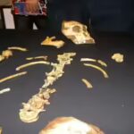 In 2008, a nine-year-old boy chasing his dog tripped over a rock and found a lost ancestor of the human race |