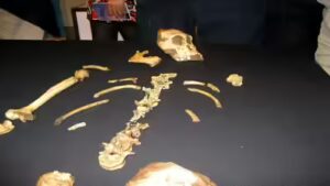 In 2008, a nine-year-old boy chasing his dog tripped over a rock and found a lost ancestor of the human race |