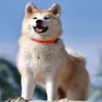 Scientists say this oral spray may finally cure your dog’s nasty breath |