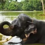 Karnataka’s Dubare Elephant Camp tragedy: 5 rules to follow in the presence of wildlife