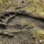 Archaeologists discovered an 8,000-year-old coastal superhighway marked by human and animal footprints |