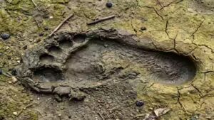 Archaeologists discovered an 8,000-year-old coastal superhighway marked by human and animal footprints |