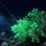 Hidden inside the Pacific: This newly discovered coral flashes green when disturbed by deep-sea robots |