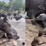 Tourist dies after elephants fight at Karnataka wildlife camp, tragedy caught on camera
