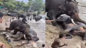 Tourist dies after elephants fight at Karnataka wildlife camp, tragedy caught on camera