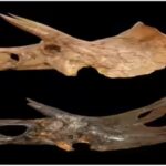 In 2017, Colorado construction workers accidentally dug up a very rare dinosaur fossil |
