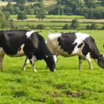 The cow compass: How cows secretly use Earth’s magnetic field while grazing |
