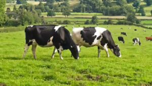 The cow compass: How cows secretly use Earth’s magnetic field while grazing |