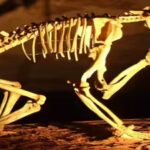 In 2002, cavers found a hidden skeleton that revealed an ancient Australian predator |
