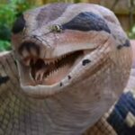 Top 5 snake-filled waters in New York: From Lake Champlain to Oneida Lake |