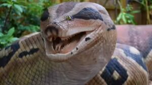 Top 5 snake-filled waters in New York: From Lake Champlain to Oneida Lake |