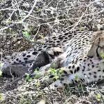Four cubs born to country’s 1st India-born cheetah found dead in Kuno | Bhopal News