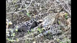 Four cubs born to country’s 1st India-born cheetah found dead in Kuno | Bhopal News