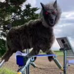 Why Japan’s terrifying “robot wolves” are in demand amidst bear attacks |