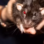 10 most rat-infested cities in the US: Los Angeles continues to top the US rodent list, followed by Chicago and New York | World News