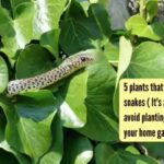 5 plants that attract snakes ( It’s a sign to avoid planting these in your gardens) |
