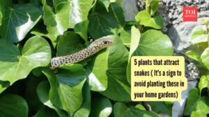 5 plants that attract snakes ( It’s a sign to avoid planting these in your gardens) |