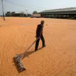 India Grain Reserves: India builds record grain reserves as El Nino returns: Rice stocks hit new peak, wheat stores at five-year high