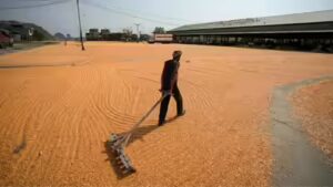 India Grain Reserves: India builds record grain reserves as El Nino returns: Rice stocks hit new peak, wheat stores at five-year high