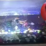 Man commits suicide after power outage kills aquarium fish | Kanpur News