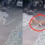 4-year-old girl injured in stray dog attack in Bengaluru; chilling moment caught on cam | Bengaluru News