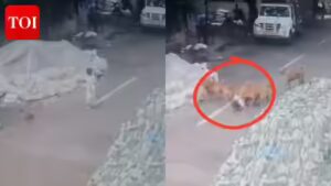4-year-old girl injured in stray dog attack in Bengaluru; chilling moment caught on cam | Bengaluru News