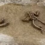 77 headless skeletons unearthed in Europe’s most mysterious Neolithic burial site in Slovakia | World News