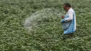 Green urea push: Centre plans 7.24 lakh MT green ammonia procurement to reduce fertiliser imports