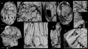 In 2022, powerful X-rays turned a tiny “human ancestor” candidate into a spiny sea creature |