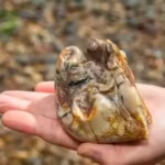 Buried for 1.8 million years: This ancient elephant tooth was finally found by an 11-year-old on a UK beach | World News