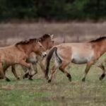 How a Chinese horse became the genetic bridge that brought American horses to Europe
